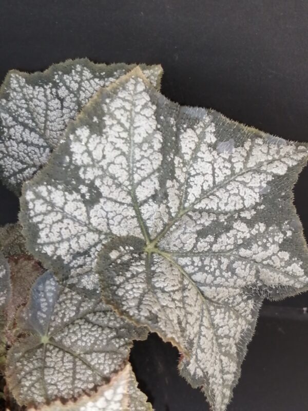 Begonia November Frost - immagine 2