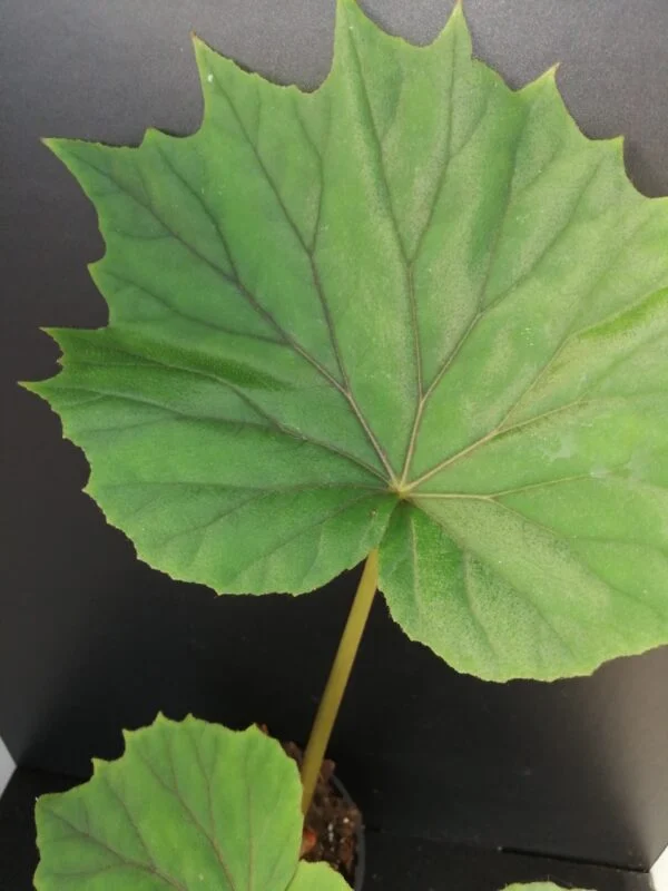Begonia sericoneura lindleyana, foto 3