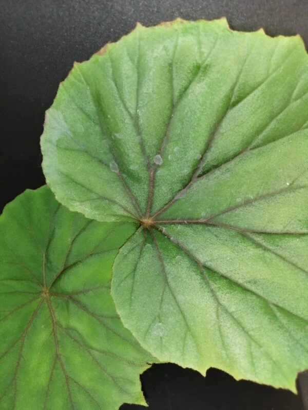Begonia sericoneura lindleyana, foto 2