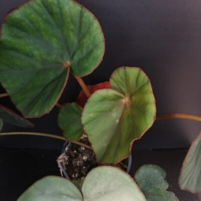 Begonia lyman-smithii