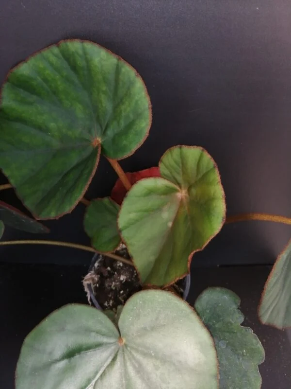 Begonia lyman-smithii, pianta da interno