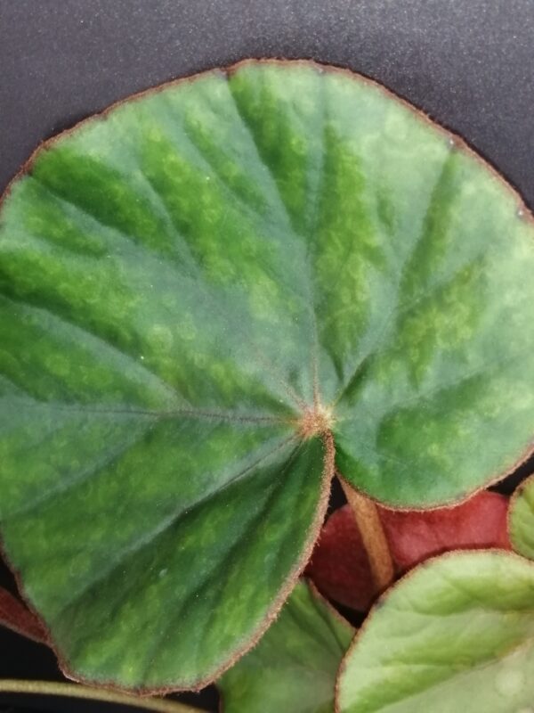 Begonia lyman-smithii - immagine 2