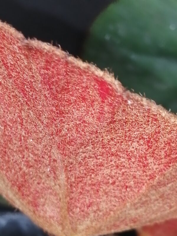 Begonia lyman-smithii - immagine 3