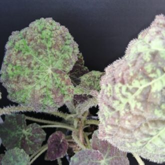 Begonia Marmaduke