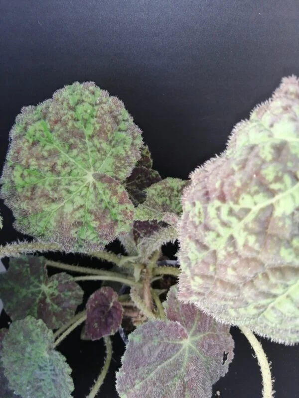 Begonia Marmaduke, pianta da interno
