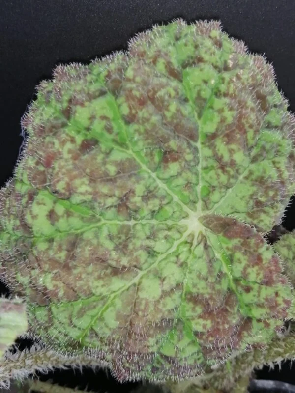 Begonia Marmaduke, foto 7