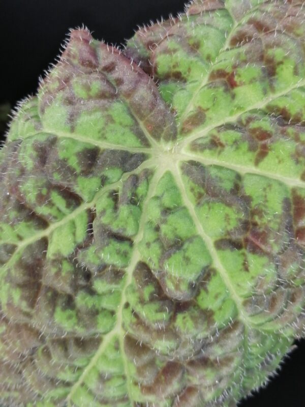 Begonia Marmaduke - immagine 6
