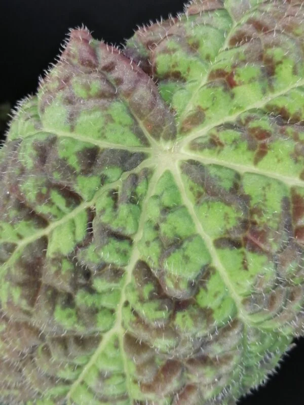 Begonia Marmaduke, foto 6