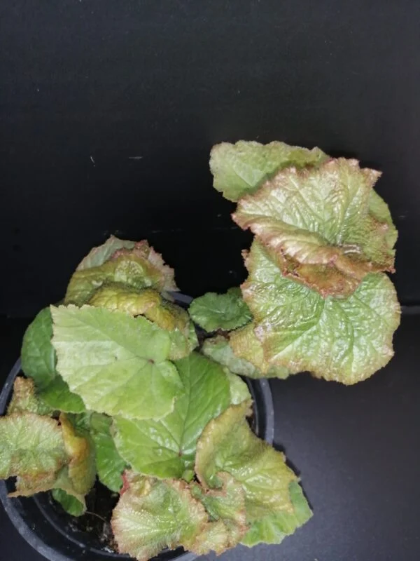Begonia Mirella Collavini, foto 3