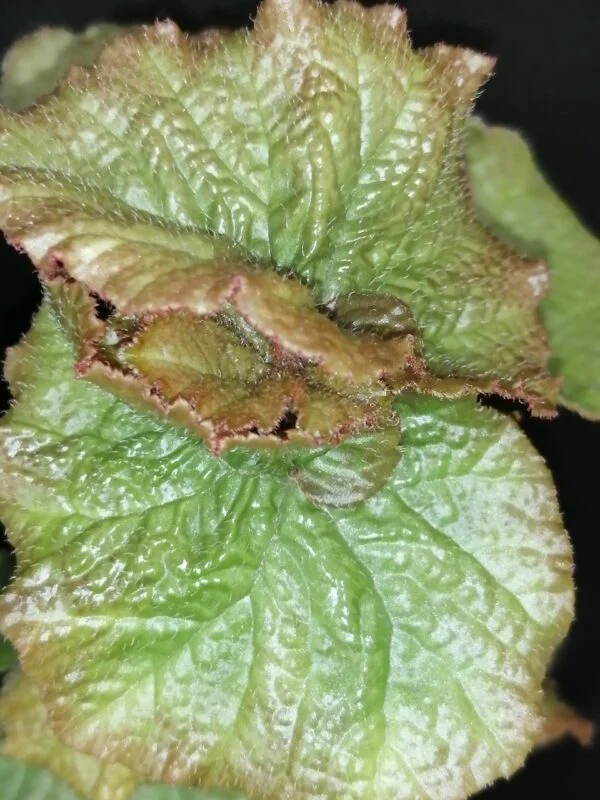 Begonia Mirella Collavini, foto 4