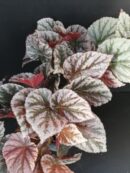 Begonia Mishmi Silver