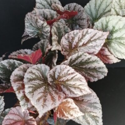 Begonia Mishmi Silver