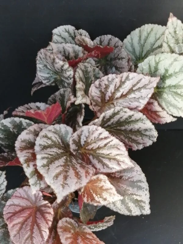 Begonia Mishmi Silver, pianta da interno