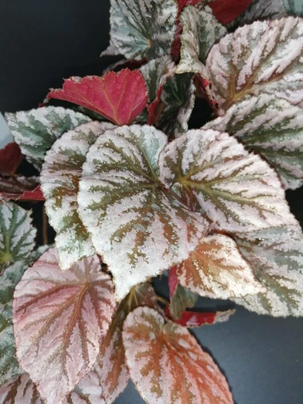 Begonia Mishmi Silver, foto 7