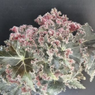 Begonia Munchkin