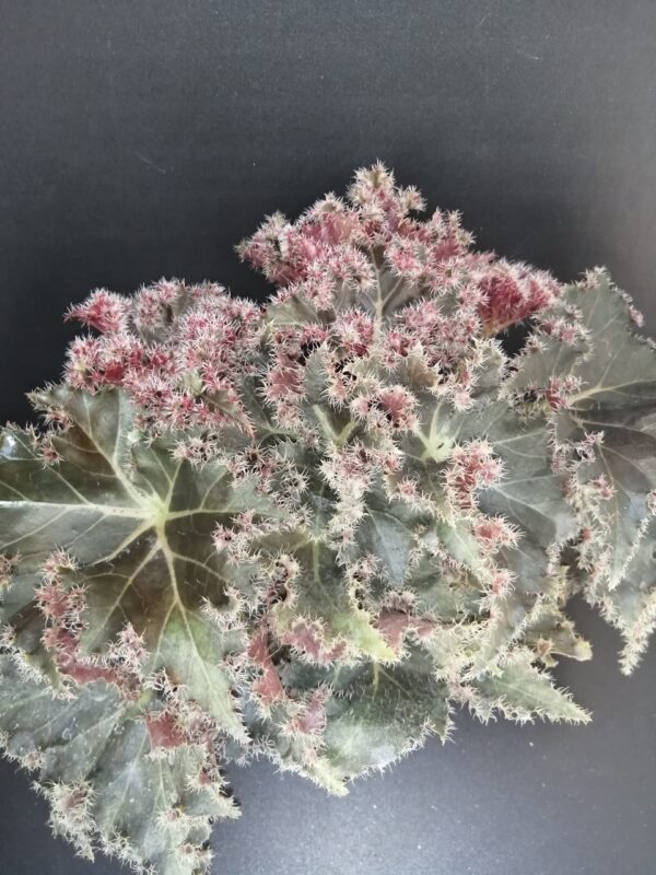 Begonia Munchkin