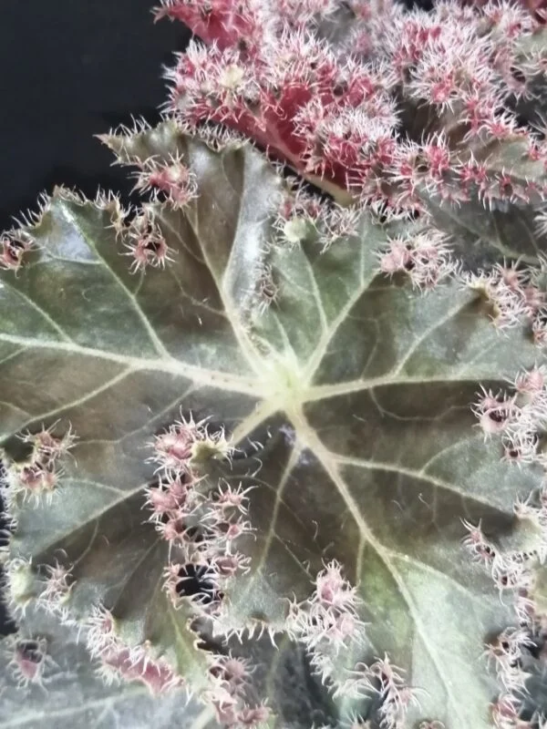 Begonia Munchkin, foto 11