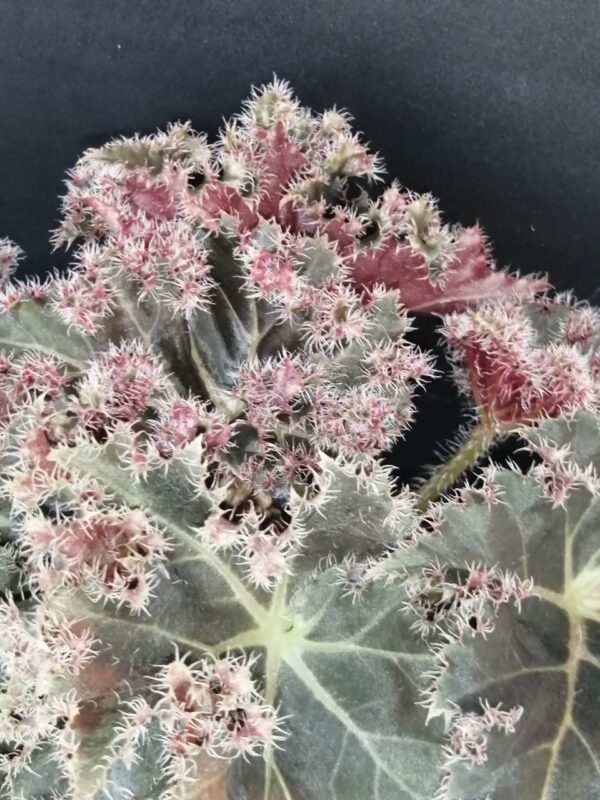 Begonia Munchkin - immagine 10