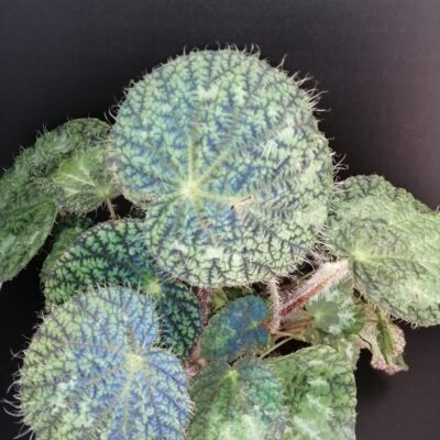 Begonia sizemorae , sin. longiciliata