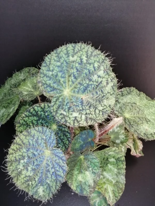 Begonia sizemoreae, sin. longiciliata, pianta da interno