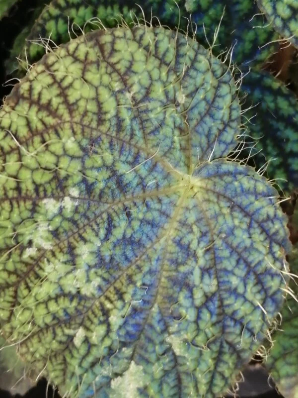 Begonia sizemoreae, sin. longiciliata, foto 6