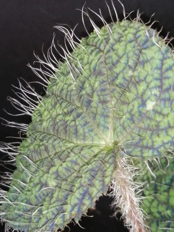 Begonia sizemoreae, sin. longiciliata, foto 7