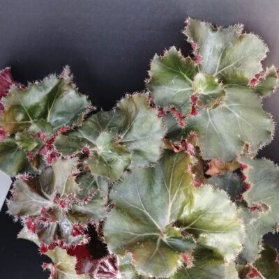 Begonia Madame Butterfly