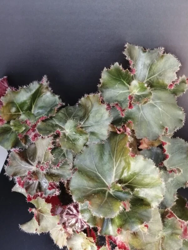 Begonia Madame Butterfly, pianta da interno