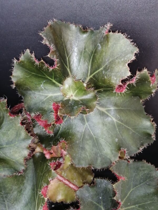 Begonia Madame Butterfly - immagine 6