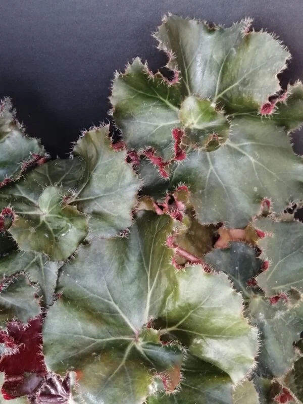 Begonia Madame Butterfly, foto 5