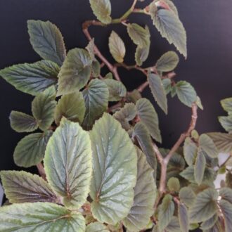 Begonia U402