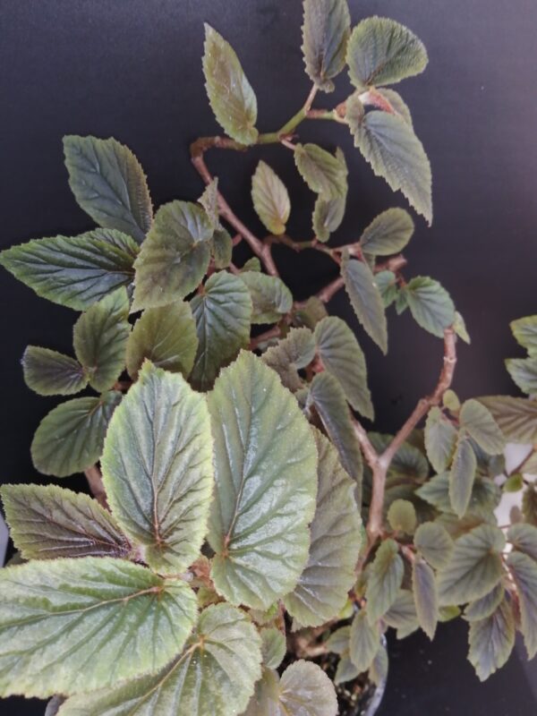 Begonia U402