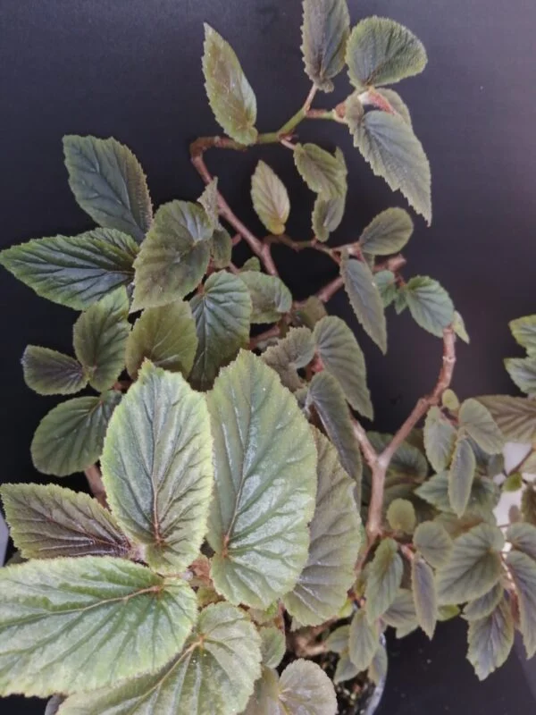 Begonia U402, pianta da interno