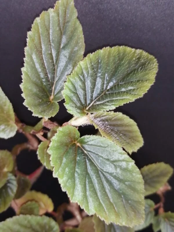 Begonia U402, foto 3