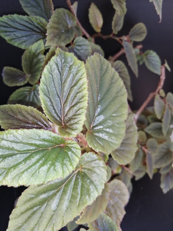 Begonia U402 - immagine 4