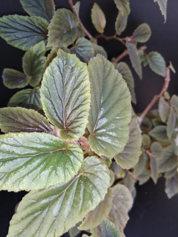 Begonia U402, foto 4