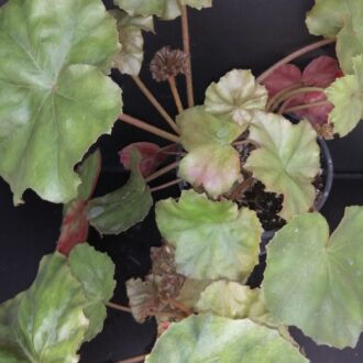 Begonia cryptophylla