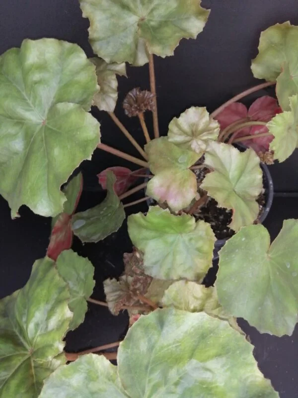Begonia cryptophylla, pianta da interno