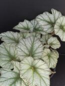 Begonia Silver Cloud , sin. B. 'Kathleyana'