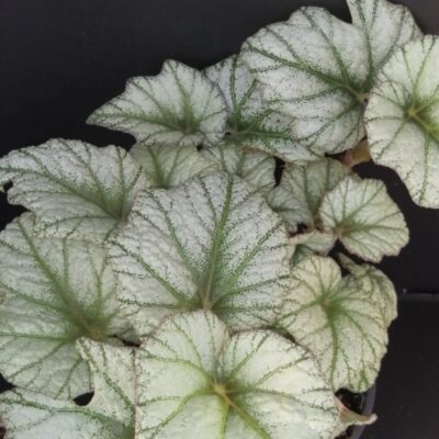 Begonia Silver Cloud , sin. B. 'Kathleyana'
