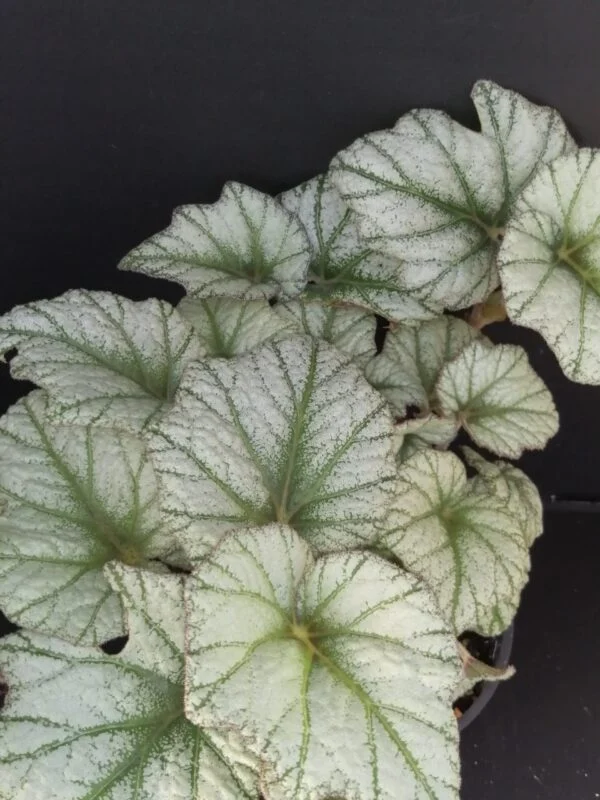 Begonia Silver Cloud, sin. B. 'Kathleyana', pianta da interno