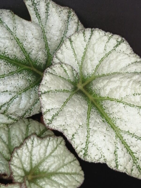 Begonia Silver Cloud , sin. B. 'Kathleyana' - immagine 7