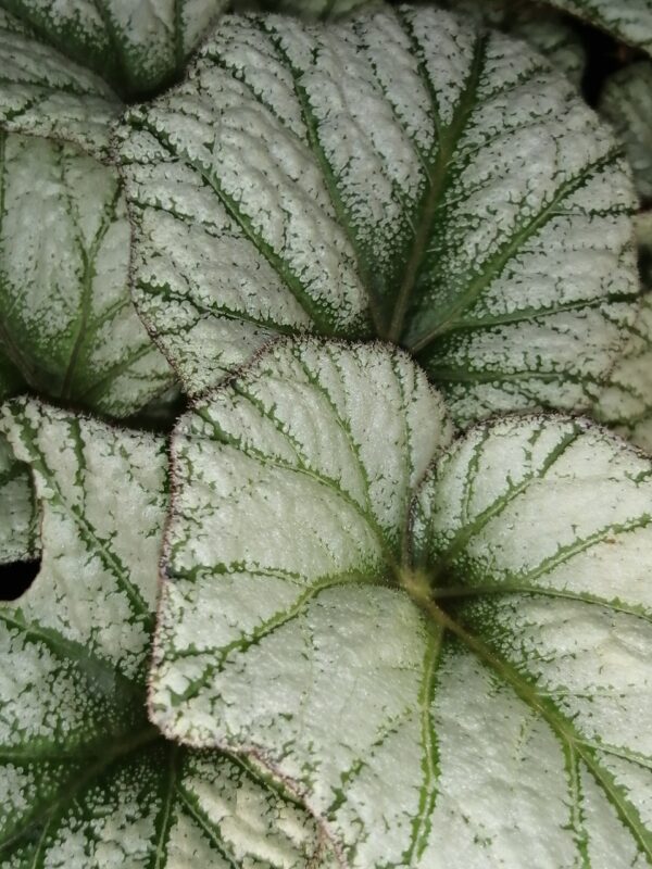 Begonia Silver Cloud , sin. B. 'Kathleyana' - immagine 6