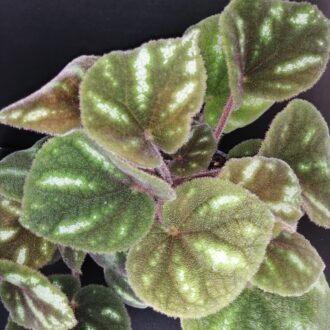 Begonia Ngoc lac