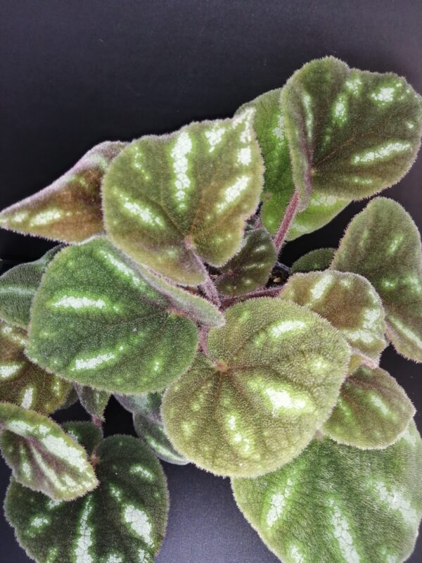 Begonia Ngoc lac