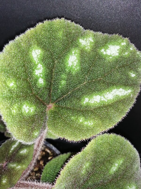 Begonia Ngoc lac - immagine 4