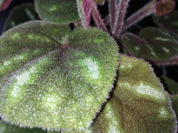 Begonia Ngoc lac - immagine 3