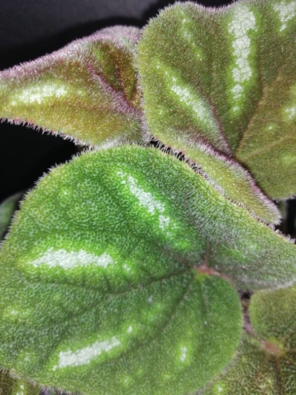 Begonia Ngoc lac - immagine 2