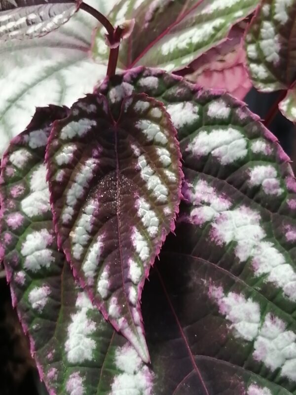 Cissus discolor  sin. Rex Begonia Vine - immagine 3