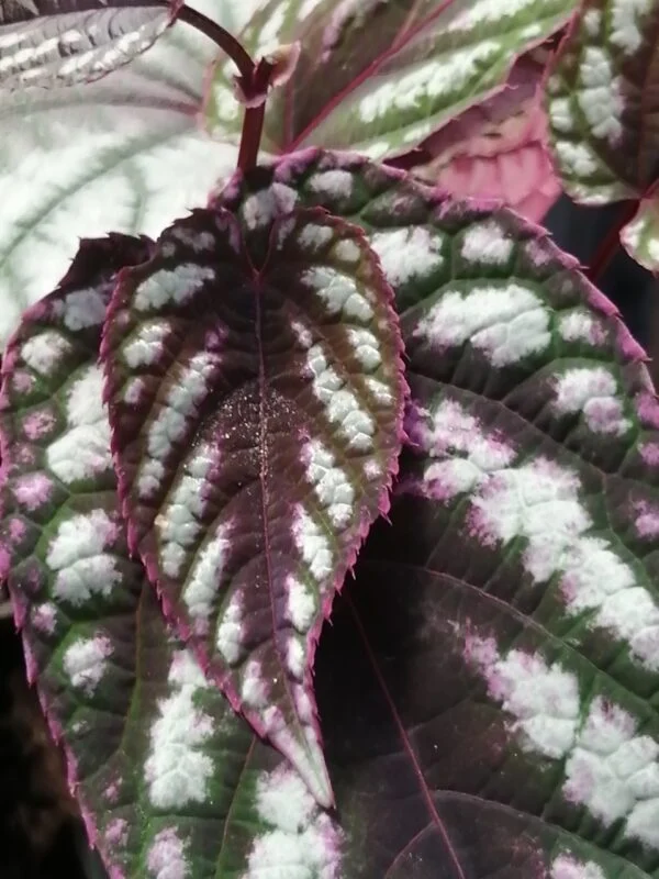 Cissus discolor, Rex Begonia Vine, foto 3